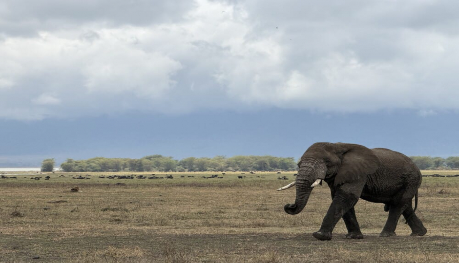 Slides Images for 8 Days Nakuru, Masai Mara, Serengeti, Ngorongoro & Amboseli Safari: