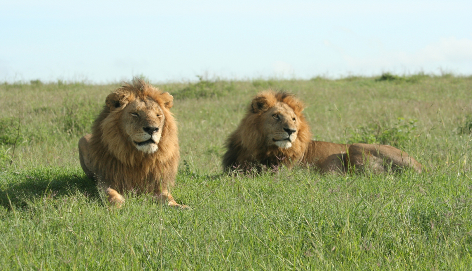Slides Images for Samburu To Masai Mara: 5-Day Safari Experience