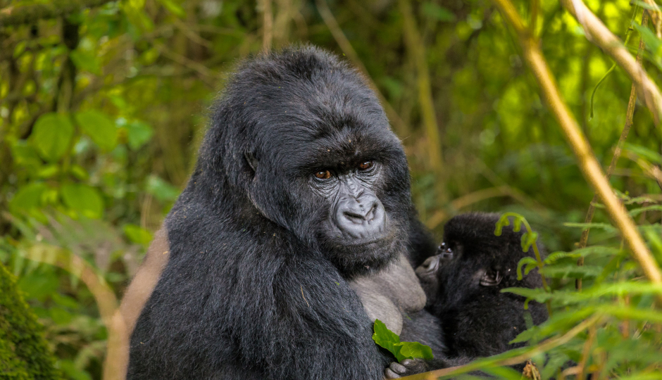 Cover Image - Mwendo Luxury Tours