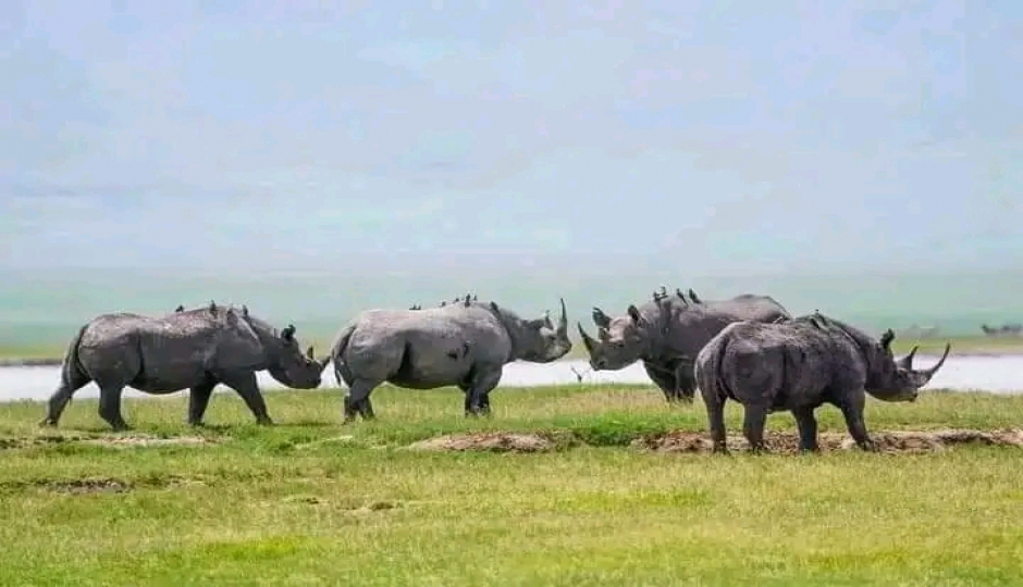 5-Day Serengeti & Ngorongoro Safari: Classic Big-cat Country