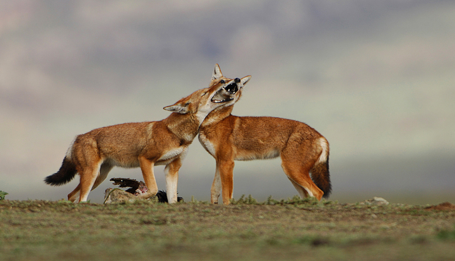 9 Days Ethiopian Wildlife Photography Tour