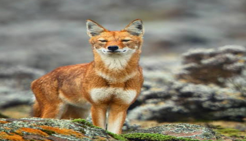 Slides Images for 4 Days Simien Mountain Trekking & Wildlife Tour