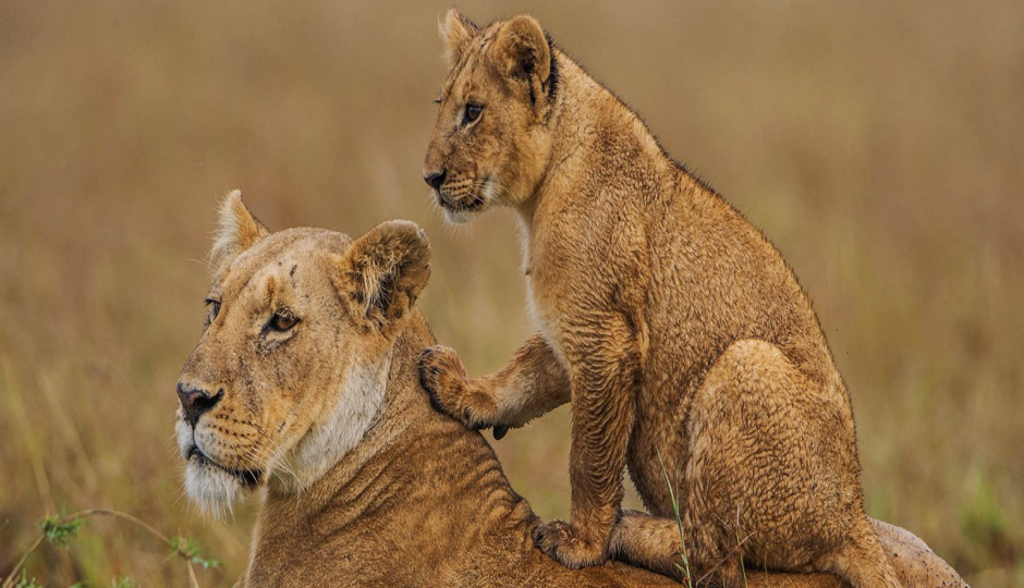 Cover Image - Oclaa Adventures Tanzania