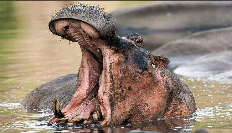 Slides Images for 2-Day Zanzibar To Tarangire Ngorongoro Crater Fly In Out