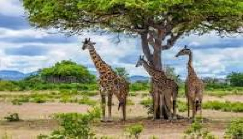 Slides Images for Mount Kilimanjaro, Serengeti & Ngorongoro Adventure