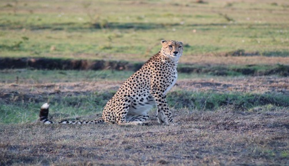 5 Days Masai Mara Safari From Nairobi
