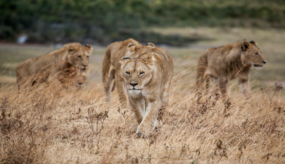 2-Day Join-in Group Safari From Zanzibar.