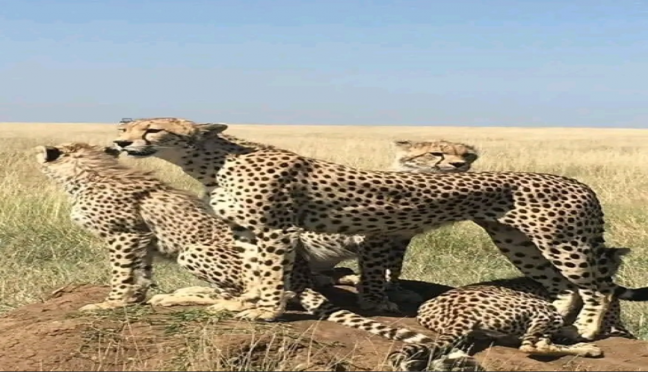 Slides Images for The Unforgettable 6 Days Tanzania Safari.