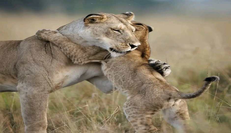 Slides Images for Affordable Family Safari Tarangire  | Manyara | Serengeti | Ngorongoro 