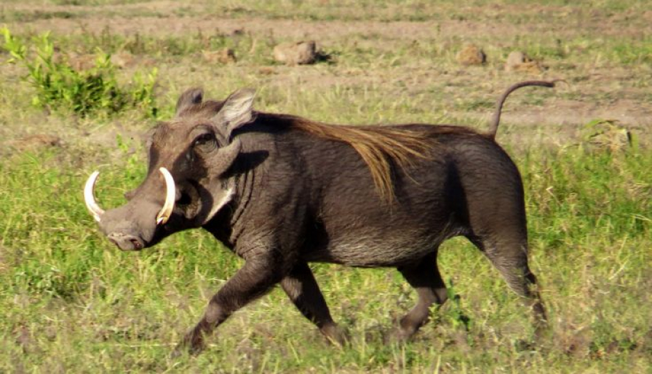 Tarangire And Ngorongoro Crater