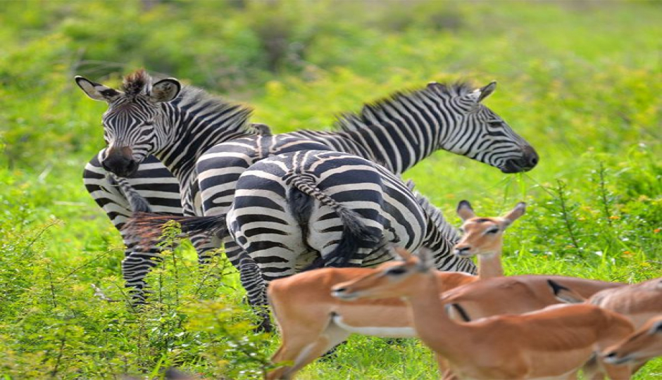 5 Days Tanzania Luxury Safari