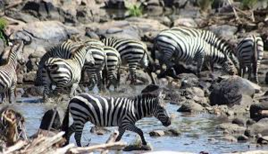 Slides Images for 3 Days Luxury Tanzania Serengeti Migration Safari