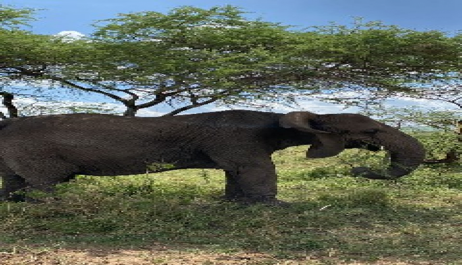 Group Tour Tarangire Wildlife Tour