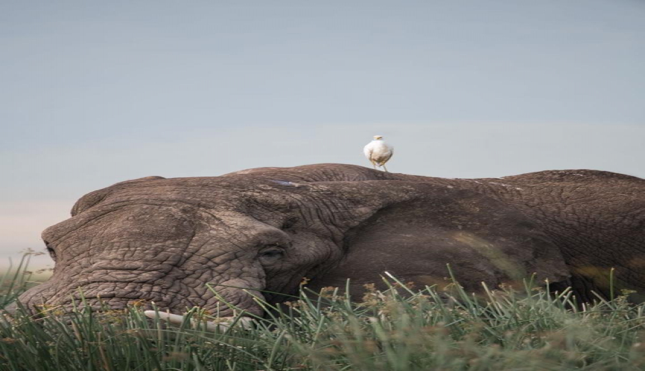 Day Epic Safari, Lake Manyara, Serengeti & Ngorongoro