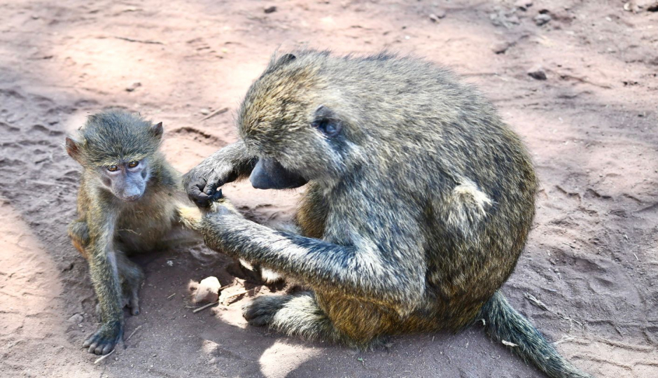Slides Images for Fly In Serengeti From Zanzibar Package