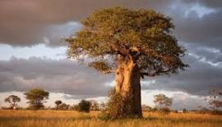 Group Tour To Tarangire, Serengeti And Ngorongoro