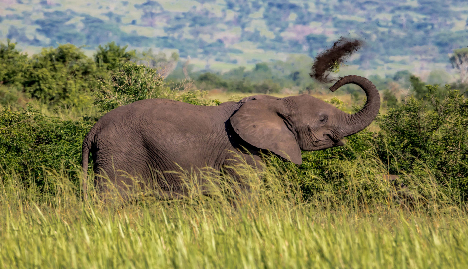 Slides Images for 5-Days Bwindi & Queen Elizabeth Safari.