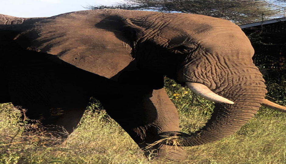 Half Day : Nyerere National Park (ex Selous Gr)