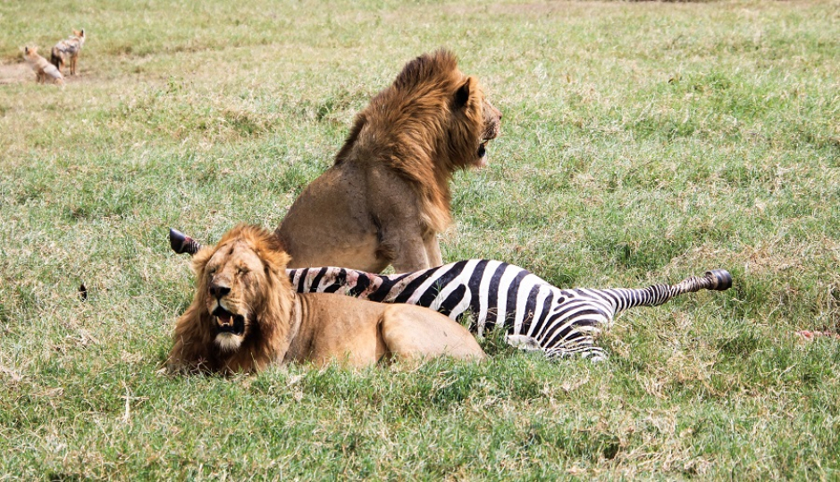 Slides Images for 2 Days Tanzania Camping Safari 2026-2027