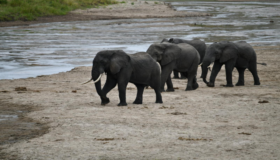 Slides Images for Group Tour To Tarangire, Serengeti, Ngorongoro