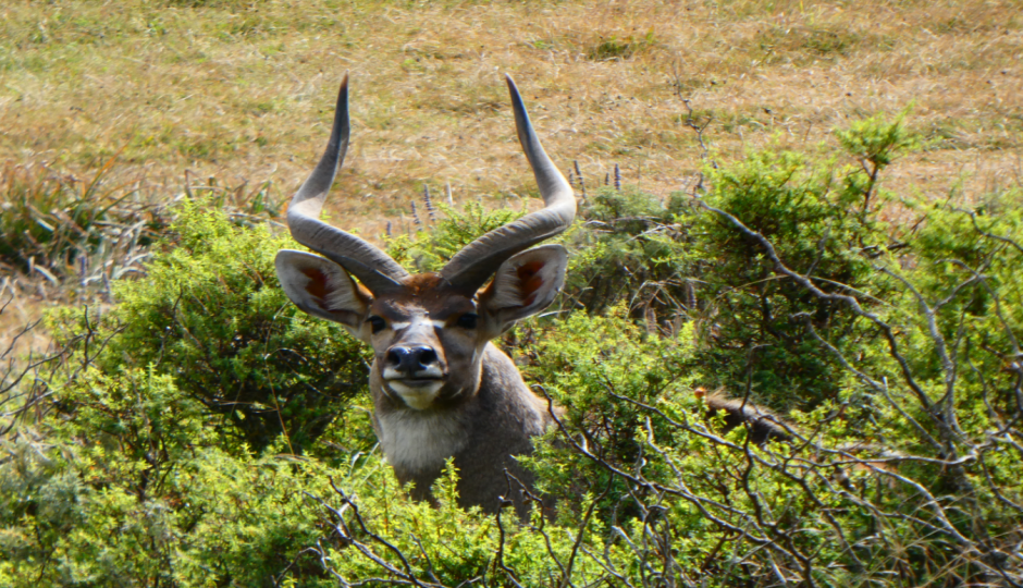 Slides Images for Bale Mountains Adventure: Wildlife And Wilderness