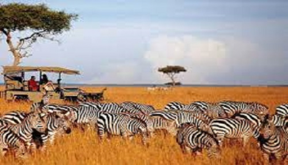 Slides Images for  4 Days Serengeti Calvin season safari