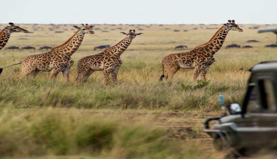 Slides Images for Scenic Serengeti Package