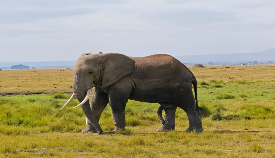 Slides Images for Best Of Kenya Safari Masai Mara Lake Nakuru Amboseli