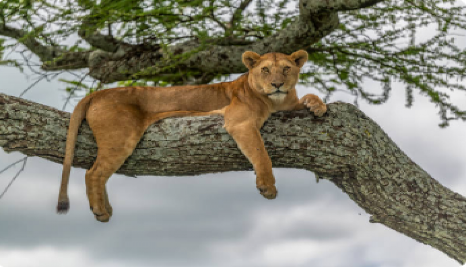 Morishas Tours & Safaris