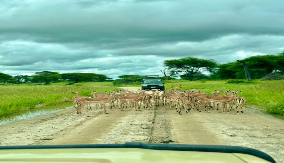 Slides Images for Day Zanzibar Elite Fly-in Safar Tarangire & Ngorongoro