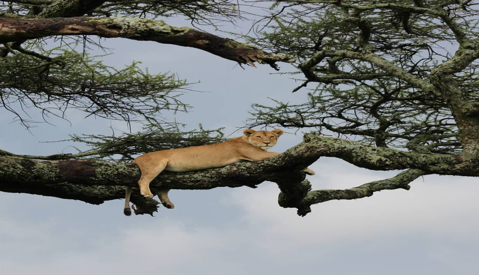 Slides Images for 4 Days Safari- Tarangire Serengeti & Ngorongoro