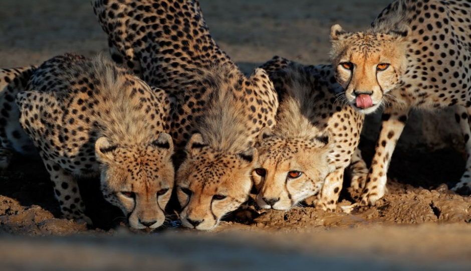 Explore Buffalo Springs, Samburu & Ol Pejeta Tour