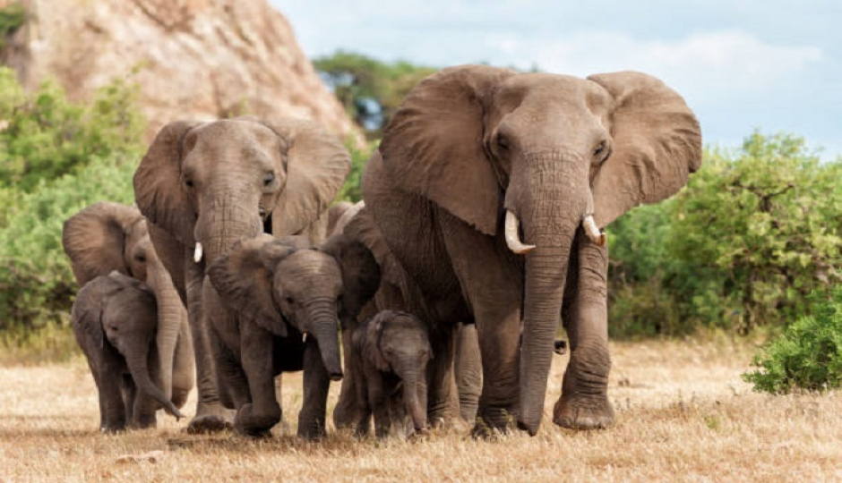 Slides Images for The Best 4-Day Big Five Safari To Tanzania