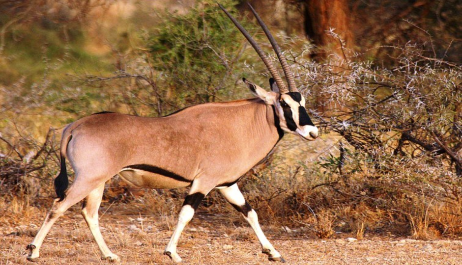 Find Ethiopia Tours