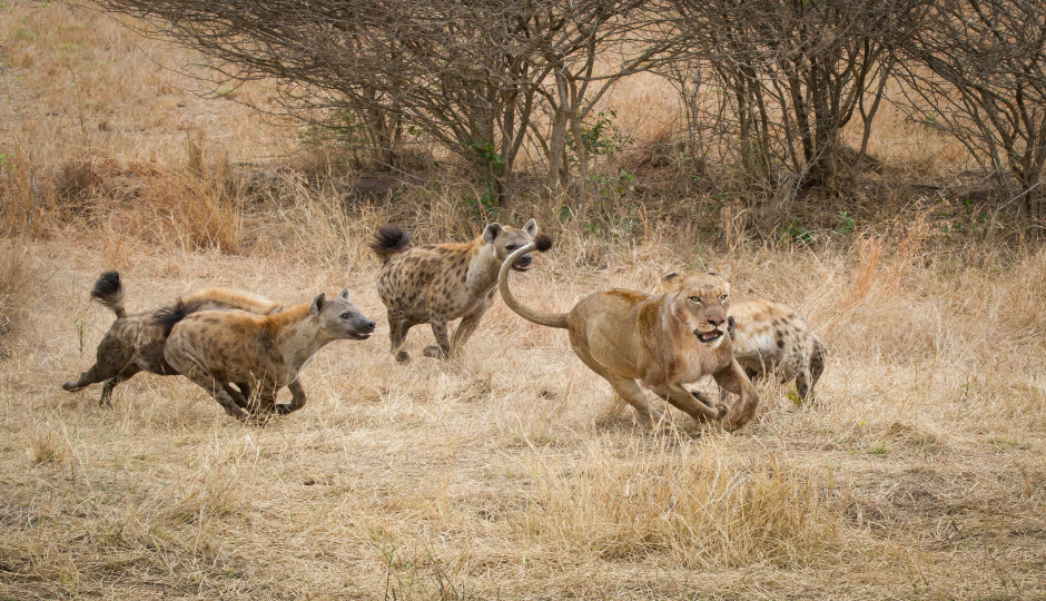 Slides Images for 4days Midrange Northern Zone Safari