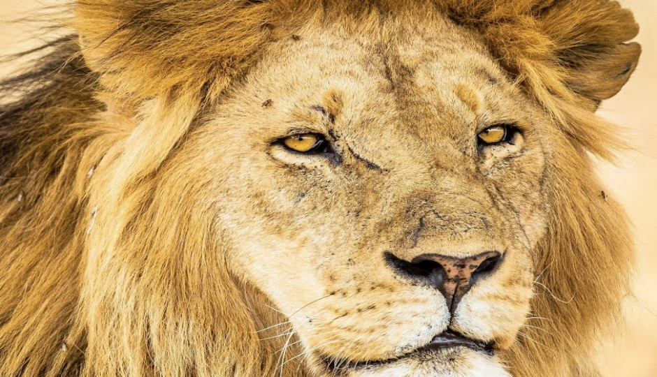 Slides Images for  High-end Tanzania Safari