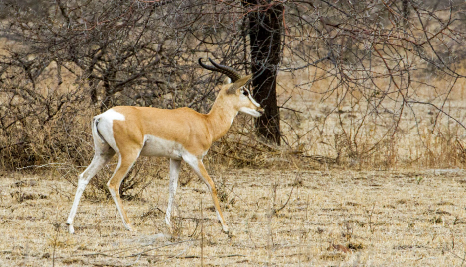 Slides Images for 13 Days Ethiopia Birdwatching Photographer Safari 