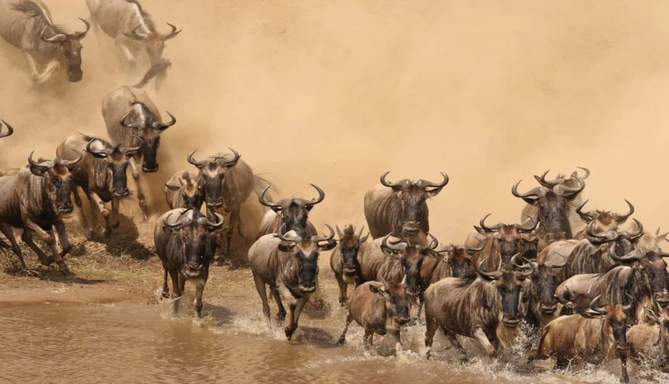 Discover Kenya In 7 Days: Private Safari