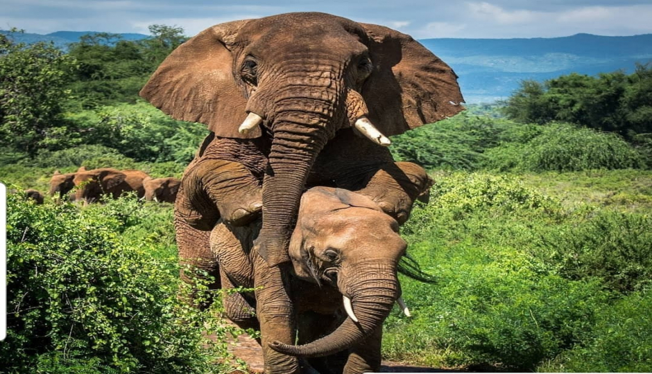 Slides Images for 2 Day : Ruaha National Park From Iringa
