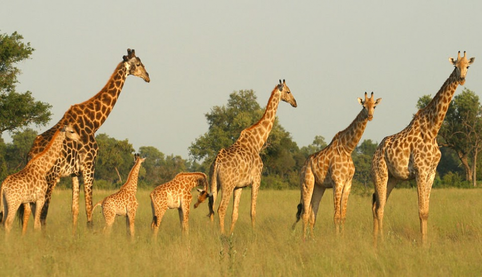 4 Day Tanzania Camping Safari