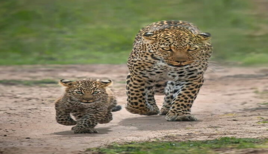 6-Day Tanzania Safaris Tour