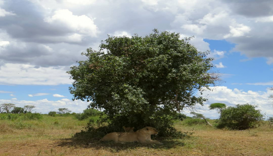 Slides Images for Amazing Safari Serengeti and Ngorongoro