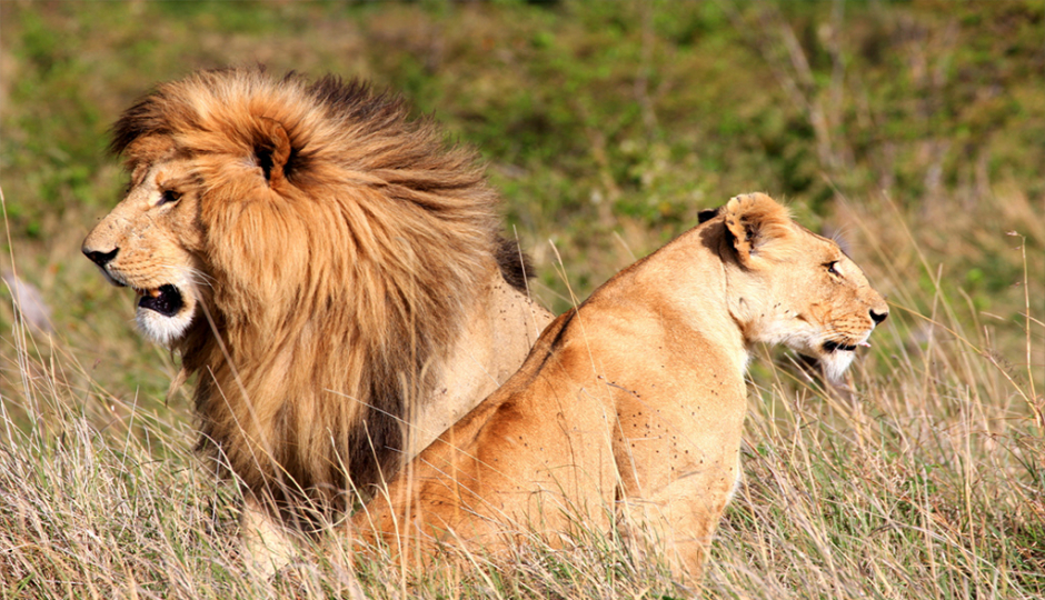 Slides Images for Discover Amboseli & Tsavo’s Wildlife  Safari
