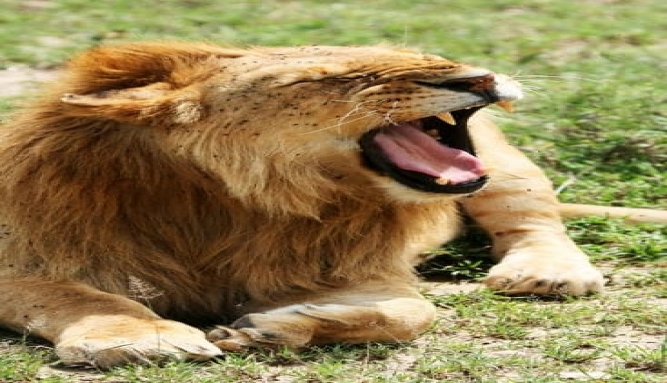 Slides Images for 3-Days Luxury Tanzania Safari
