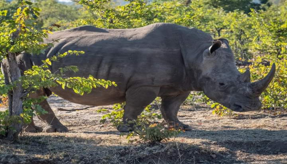 2 Days Of Thrill Ultimate Ol Pejeta Tour