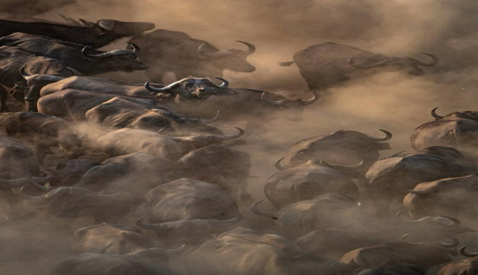 Slides Images for 5-Day Wonderful Great Migration At Mara River Crossing