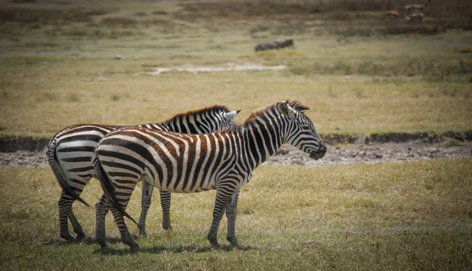 Slides Images for 6-Day Tanzania Safari