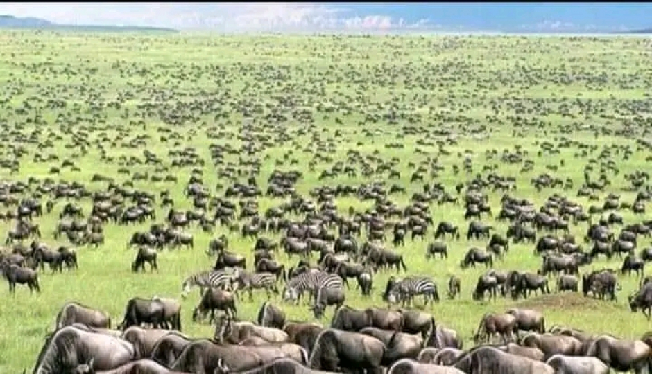 Ngorongoro Crater And Serengeti National Park Tour 