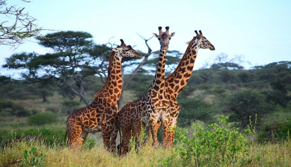 Slides Images for 7 Days Tanzania Honeymoon Safari 2026-2027