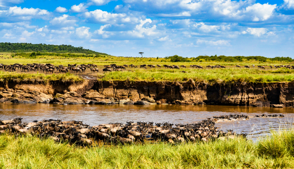 8 Days Masai Mara Wildebeest Migration 